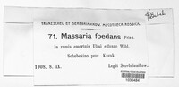 Massaria foedans image